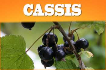 Cassis (Johannisbeere) Liquid E Zigarette