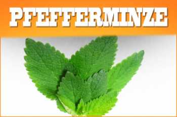 Pfefferminz Liquid 10ml