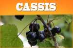 Cassis (Johannisbeere) Liquid E Zigarette